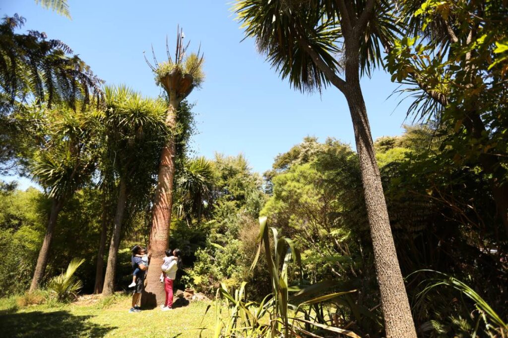 Kauri Trees in the Coromandel: A Connection to Driving Creek